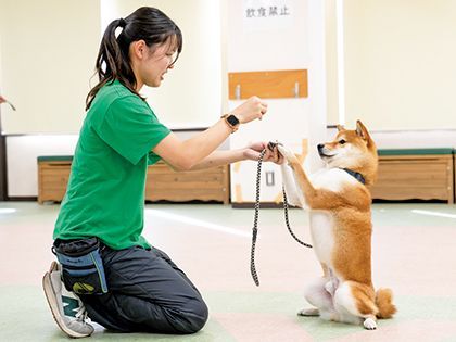 【来校型】ペット総合科 ドッグトレーナーコース ワンちゃんのしつけ体験 のイメージ