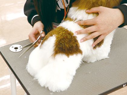 【来校型】ペット総合科 トリマーコース ドッグマネキンのカット実習体験 のイメージ