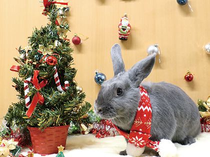 【来校型】スペシャル合同メニュー！ペット総合科＆動物看護科 クリスマススペシャルブース体験 のイメージ