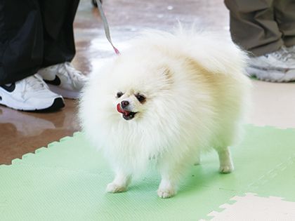 【来校型】ペット総合科 ドッグトレーナーコース ワンちゃんのしつけ体験 のイメージ