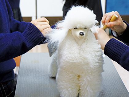 【来校型】ペット総合科 トリマーコース ドッグマネキンのカット実習体験 のイメージ