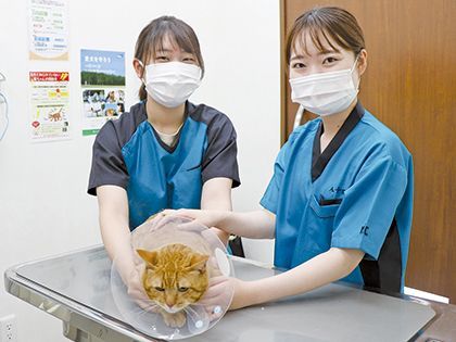 【来校型】動物看護科 動物看護師のお仕事 色んな動物の保定をしてみよう のイメージ
