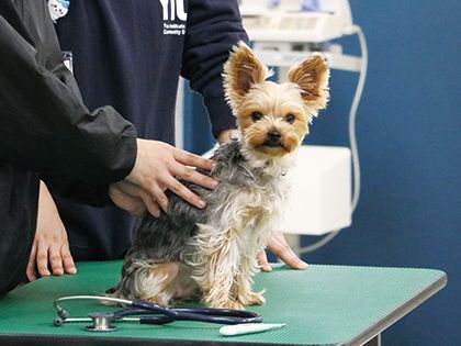 【来校型】動物看護科 動物看護師のお仕事～色んな動物の保定をしてみよう～ のイメージ