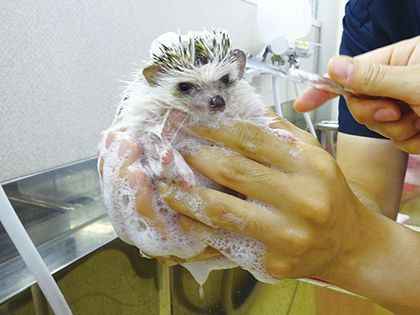 【来校型】ペット総合科 ペットアドバイザーコース 小動物のシャンプー体験 のイメージ