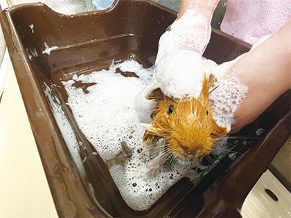 【来校型】ペット総合科 ペットアドバイザーコース 小動物のシャンプー体験 のイメージ