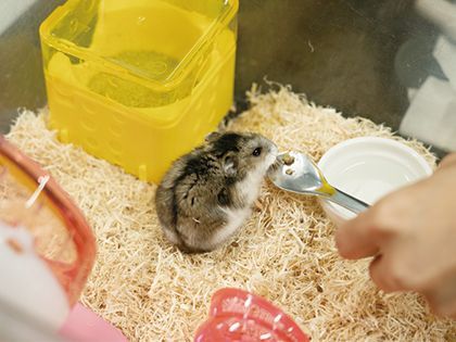 【来校型】ペット総合科 ペットアドバイザーコース 小動物の正しいごはん のイメージ